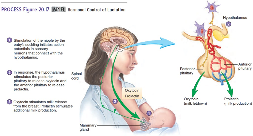 Menstruation and Ovulation - The impact on milk production  La Leche  League Canada - Breastfeeding Support and Information