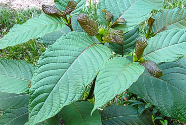 Kratom Tree