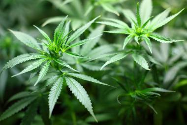 Marijuana Plant